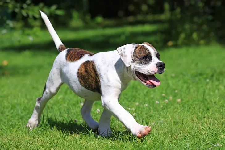 American Bulldog