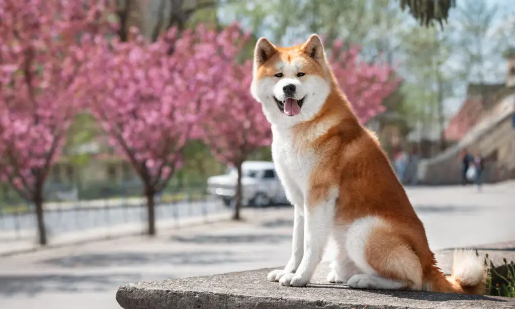 Akita