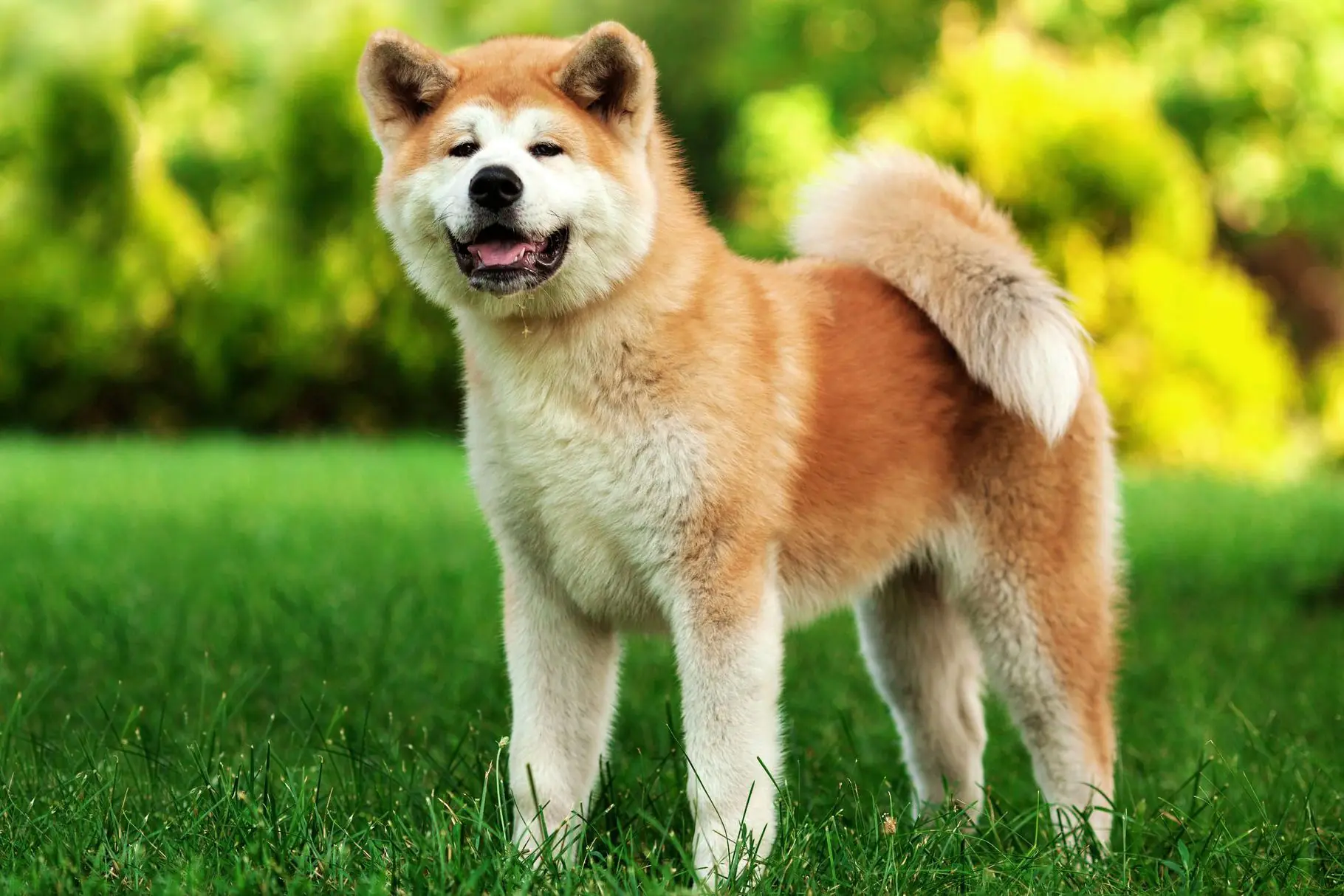 Akita photo 2