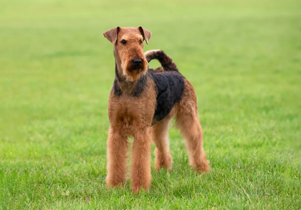 Airedale Terrier Dog Breed