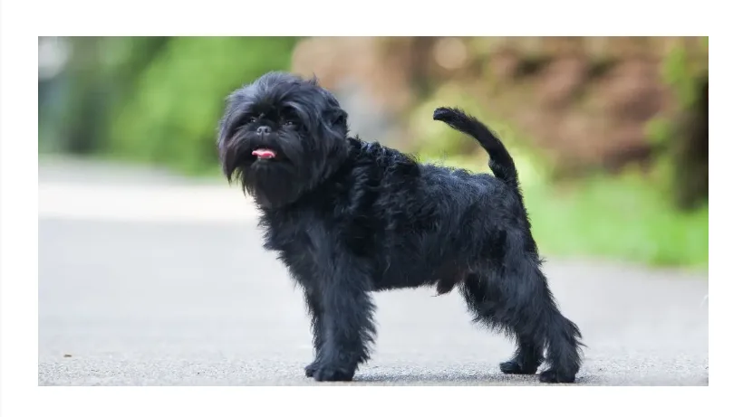 Understanding the Affenpinscher Dog Breed: Characteristics, Care & Photos