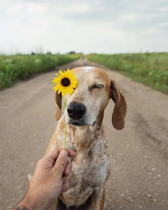 American English Coonhound