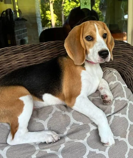 American Foxhound photo 2