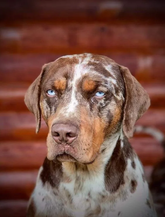 American Leopard Hound