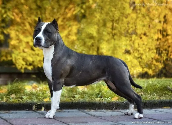 American Staffordshire Terrier
