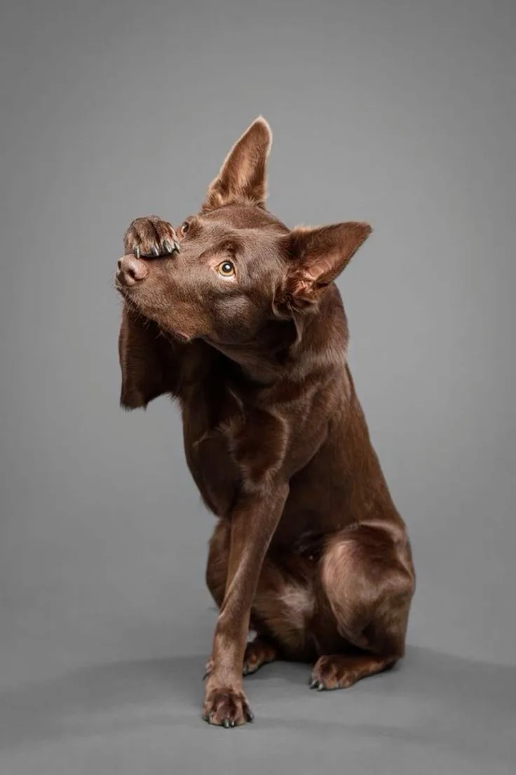 Australian Kelpie photo 2