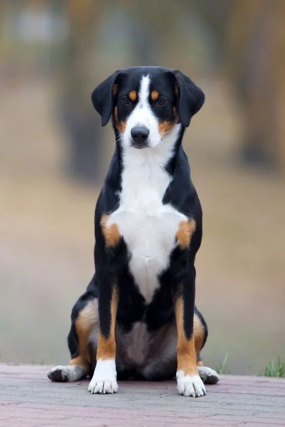 Appenziller Sennenhund photo 3