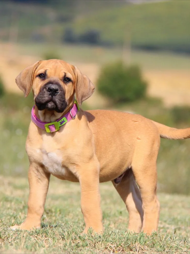 Boerboel Dog photo 2