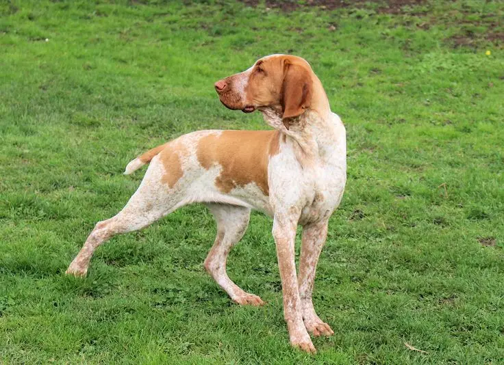 Bracco Italiano
