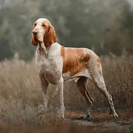Bracco Italiano photo 2