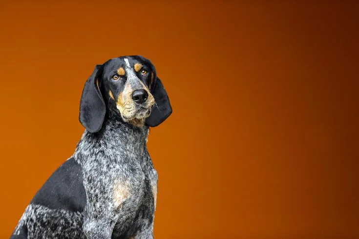 Bluetick Coonhound photo 2
