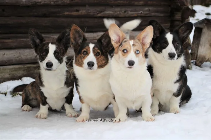 Cardigan Welsh Corgi