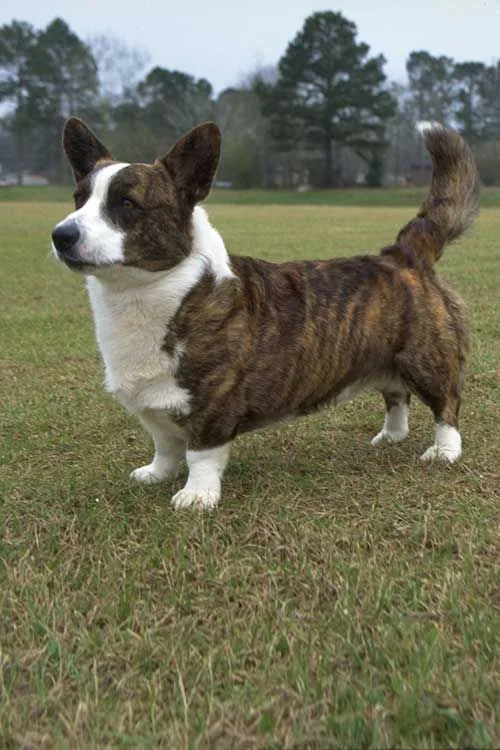 Cardigan Welsh Corgi photo 3