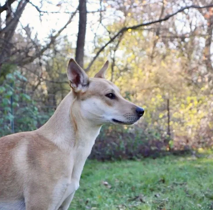 Carolina Dog