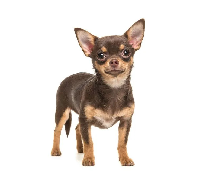 Chihuahua photo 3