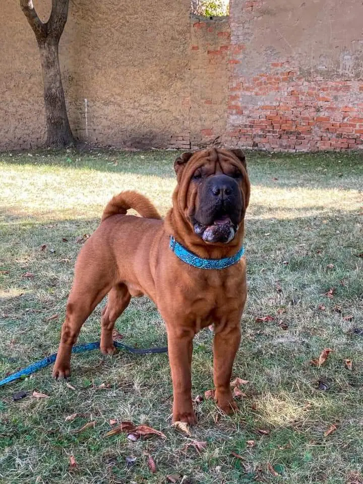 Chinese Shar-Pei