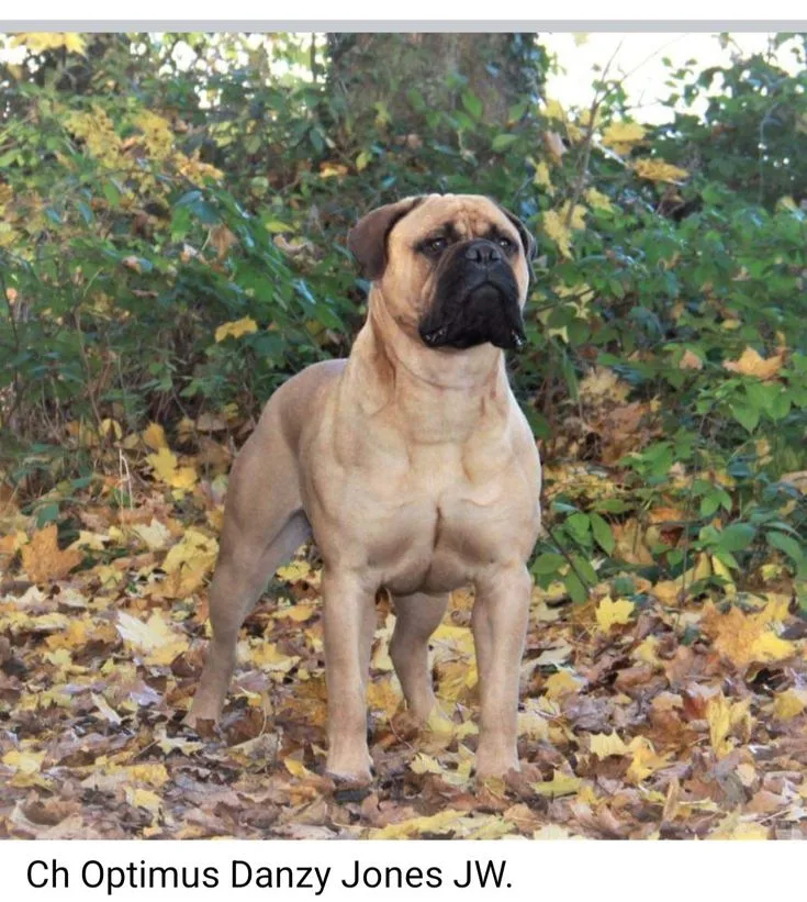 Chinese Shar Pei photo 2