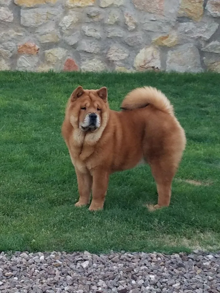 Chow Chow