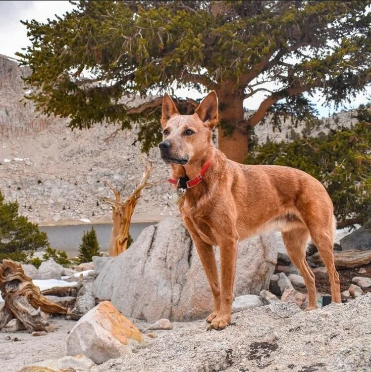 Cirneco Delletna photo 2