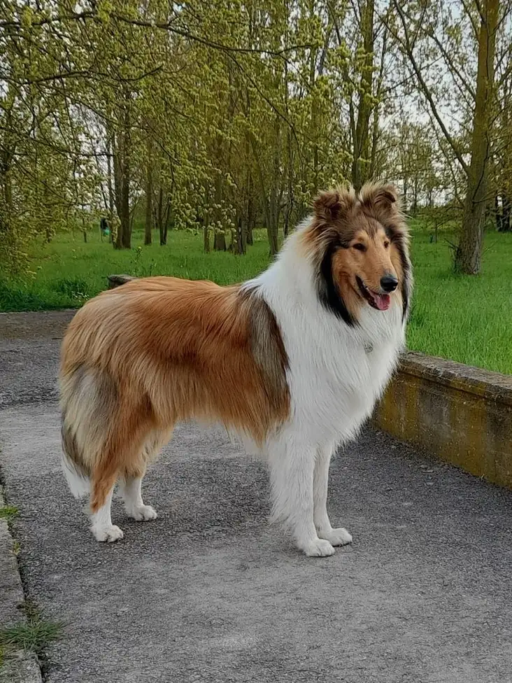 Collie photo 3