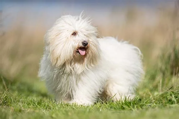 Coton de Tulear