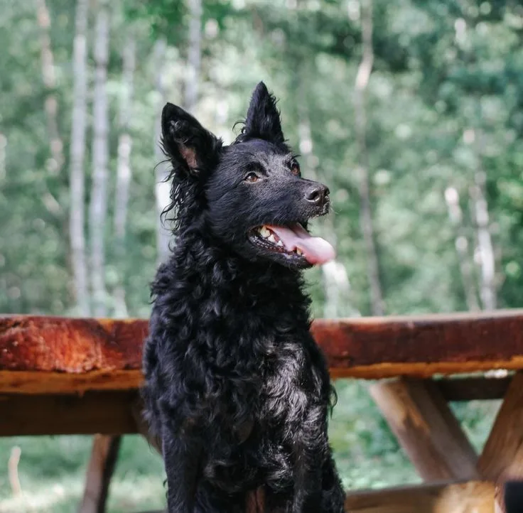 Croatian Sheepdog photo 2