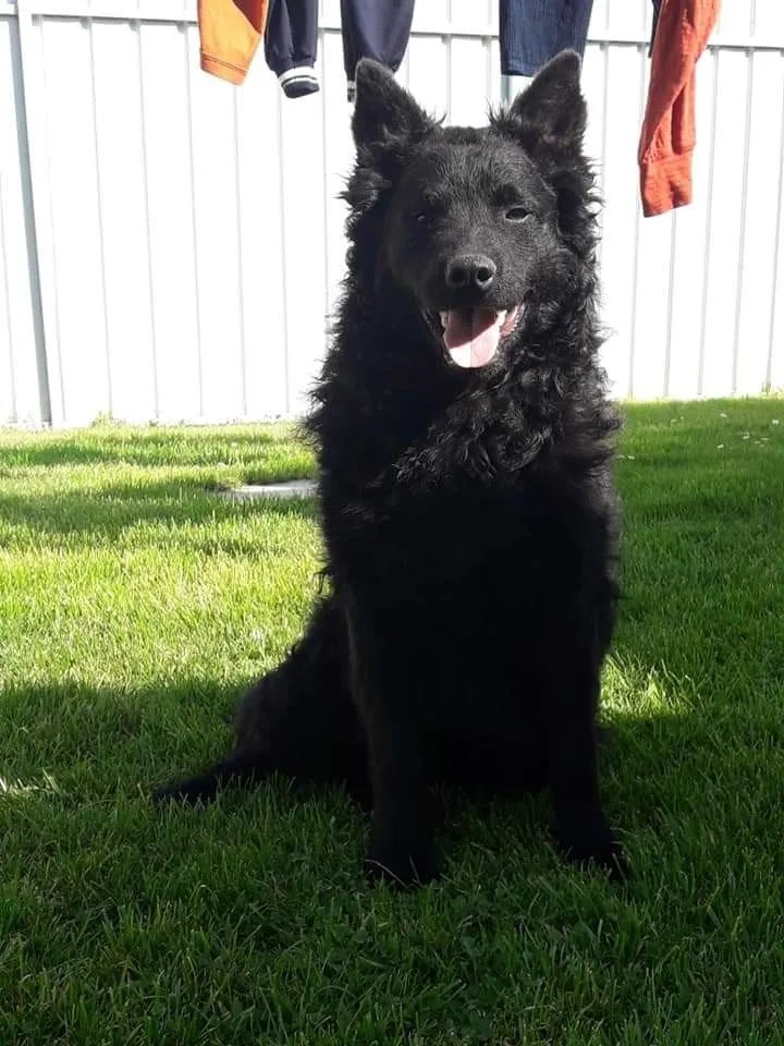 Croatian Sheepdog photo 3