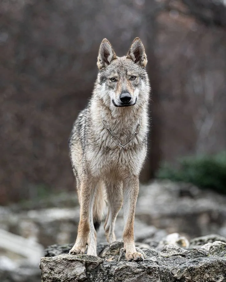 Czechoslovakian Vlciak