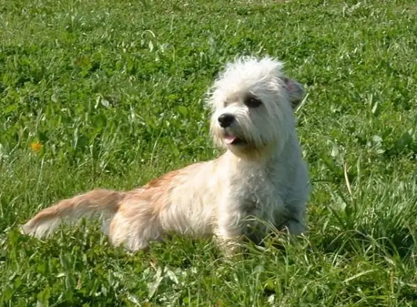 Dandie Dinmont Terrier photo 3