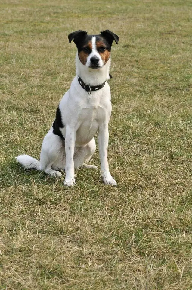 Danish Swedish Farmdog photo 2