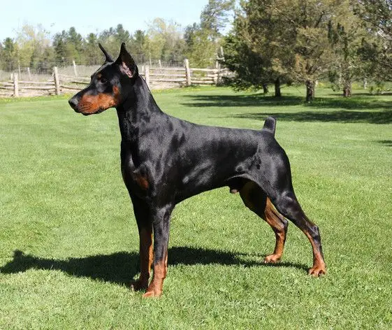 Doberman Pinscher