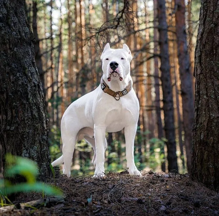 Dogo Argentino