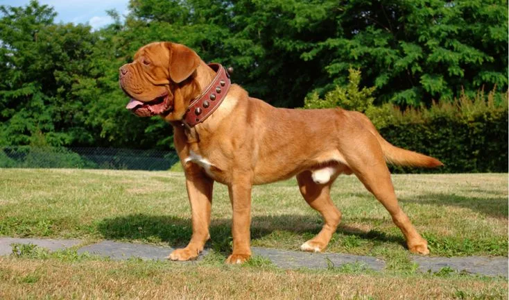 Dogue de Bordeaux