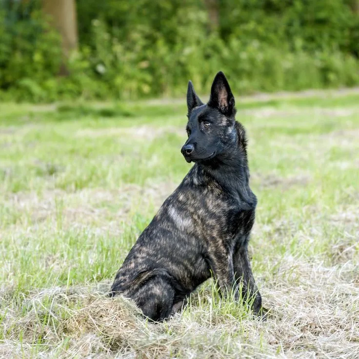 Dutch Shepherd