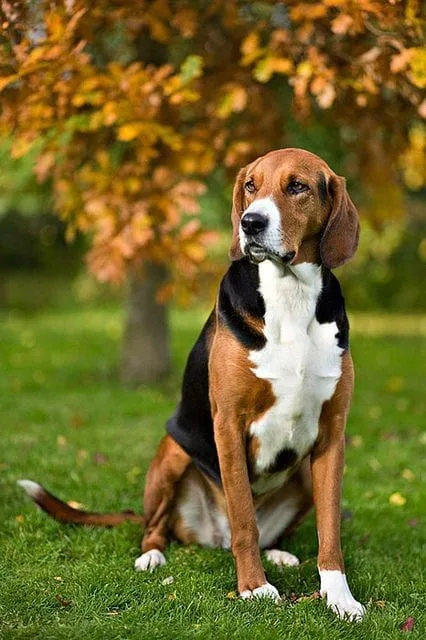 English Foxhound photo 2