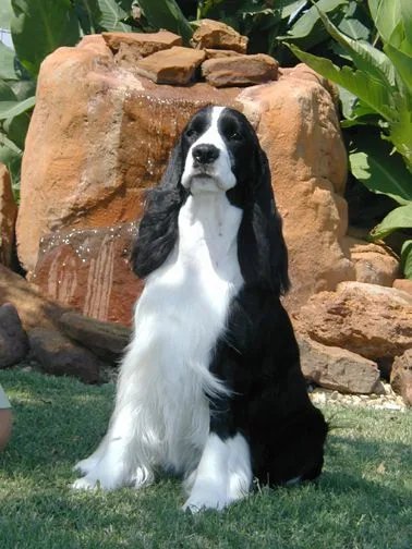 English Springer Spaniel