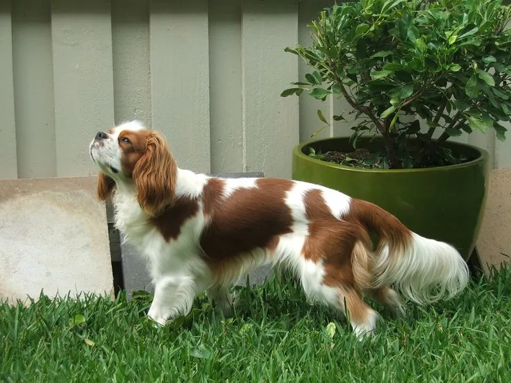 English Toy Spaniel