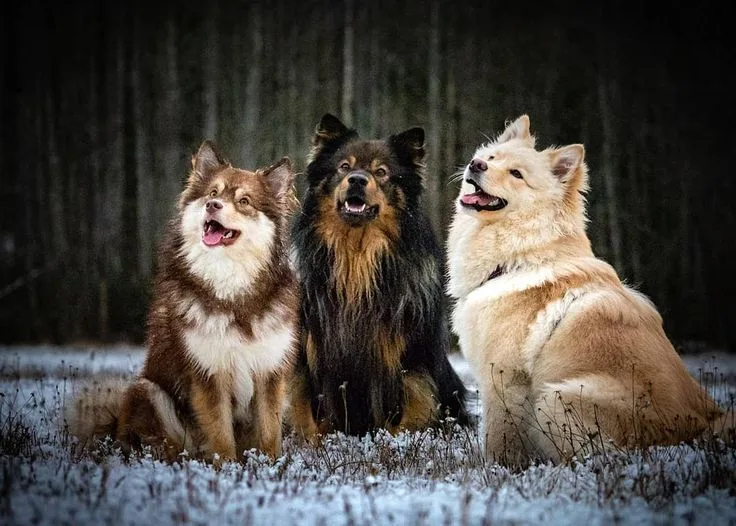 Finnish Lapphund