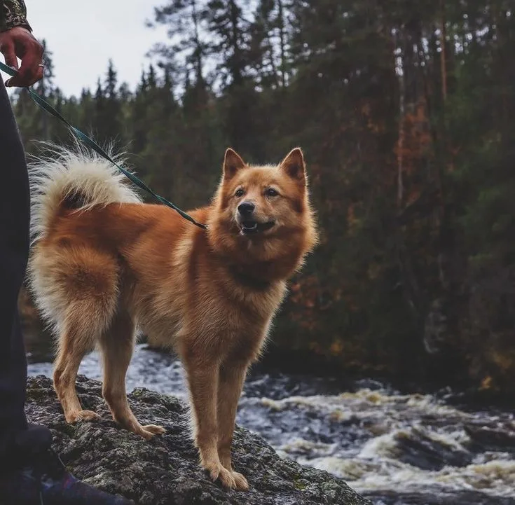 Finnish Spitz