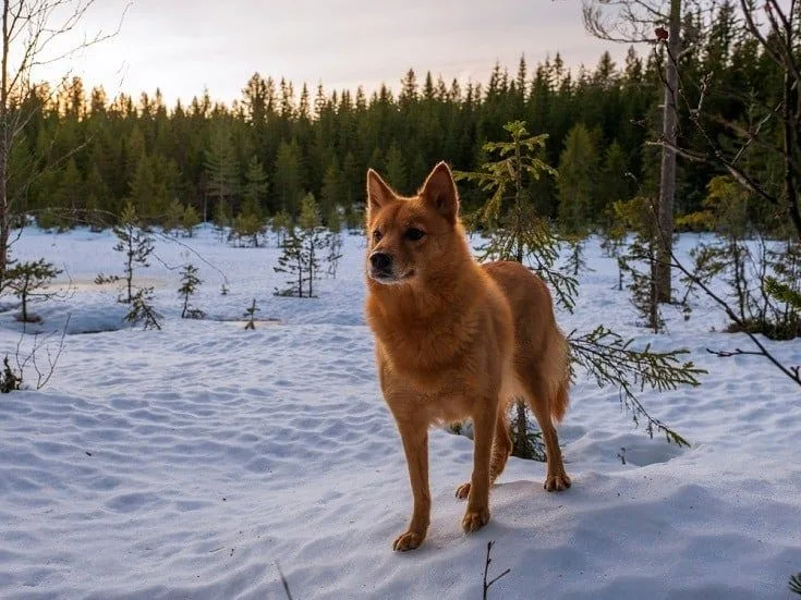Finnish Spitz photo 2