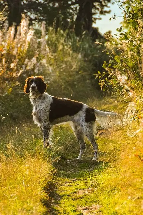 French Spaniel