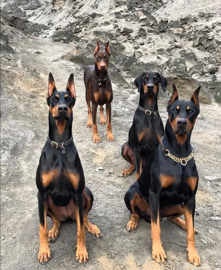 German Pinscher photo 3