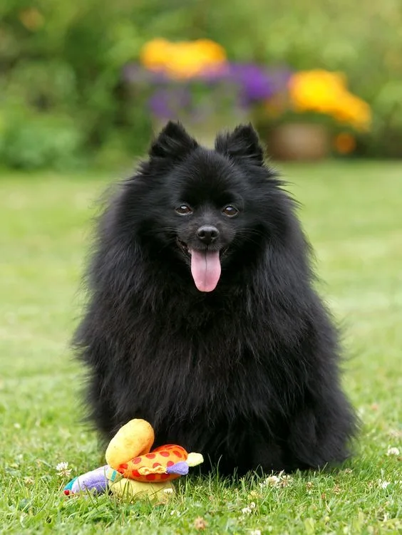German Spitz photo 3