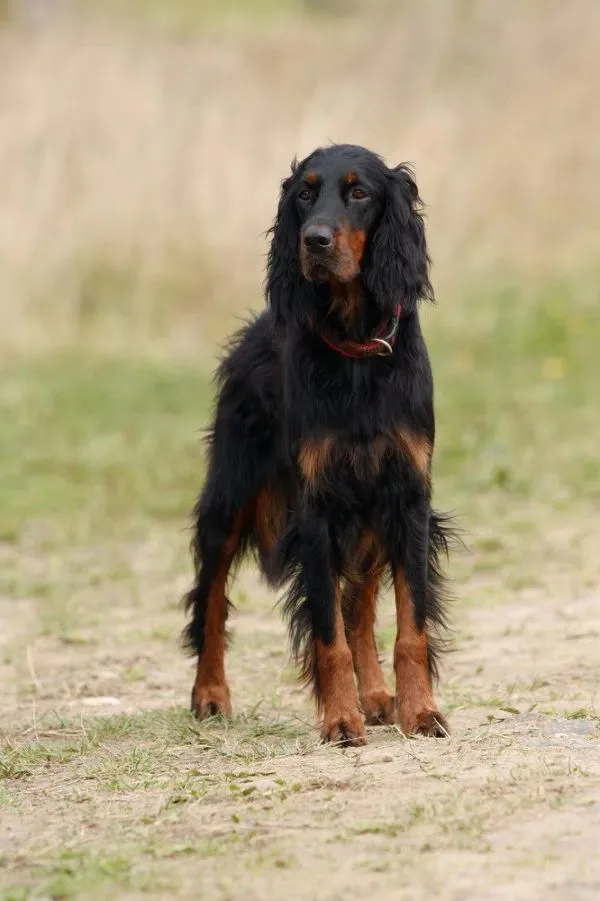 Gordon Setter photo 2