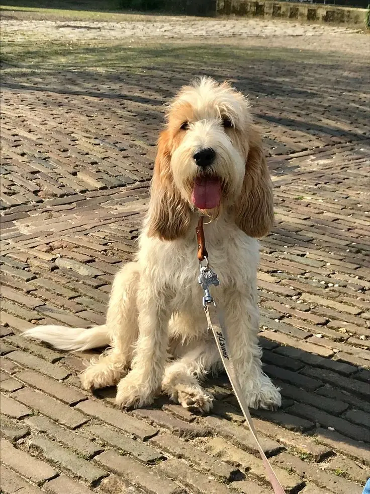 Grand Basset Griffon Vendeen photo 2