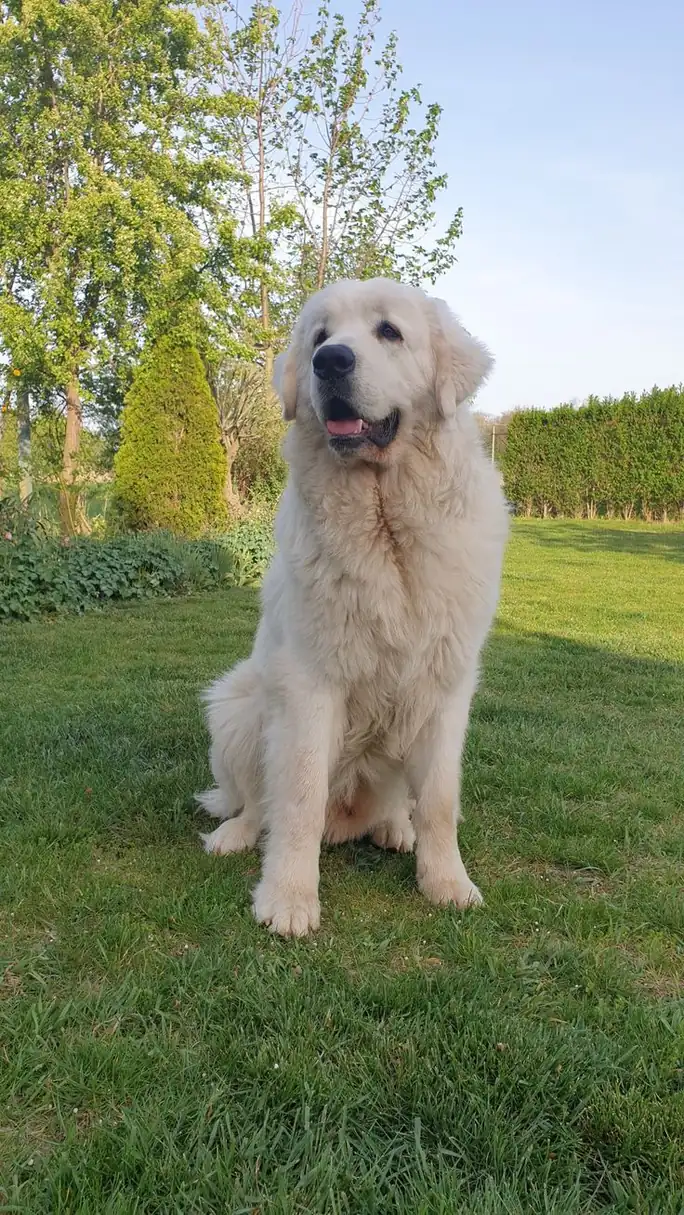 Great Pyrenees
