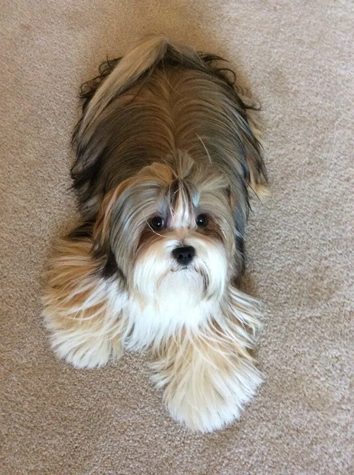Havanese