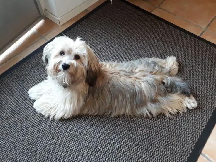 Havanese photo 3