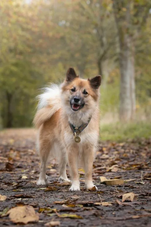 Icelandic Sheepdog photo 2