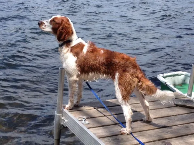 Irish Red And White Setter photo 2